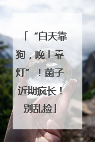 “白天靠狗，晚上靠灯”！菌子近期疯长！别乱捡