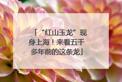 “红山玉龙”现身上海！来看五千多年前的这条龙
