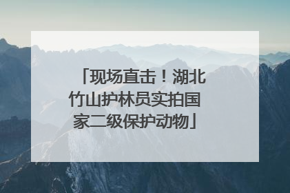 现场直击！湖北竹山护林员实拍国家二级保护动物