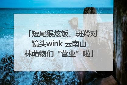 短尾猴炫饭、斑羚对镜头wink 云南山林萌物们“营业”啦