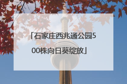 石家庄西兆通公园500株向日葵绽放