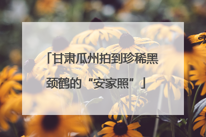 甘肃瓜州拍到珍稀黑颈鹤的“安家照”