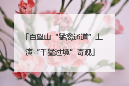 百望山“猛禽通道”上演“千猛过境”奇观