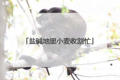 盐碱地里小麦收割忙