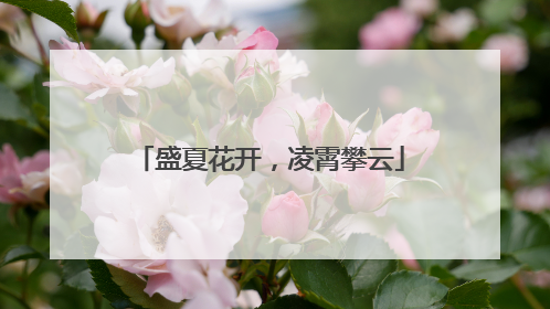 盛夏花开，凌霄攀云