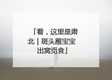 看，这里是肃北｜斑头雁宝宝出窝觅食