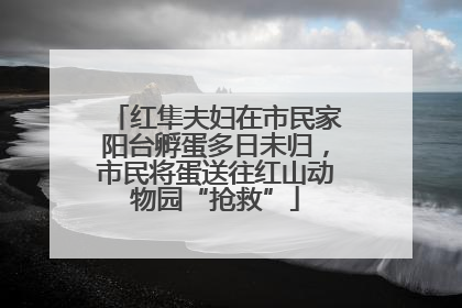 红隼夫妇在市民家阳台孵蛋多日未归，市民将蛋送往红山动物园“抢救”