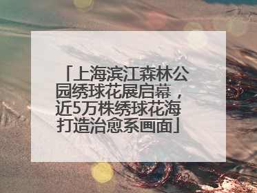 上海滨江森林公园绣球花展启幕，近5万株绣球花海打造治愈系画面