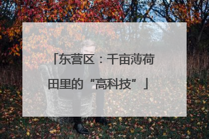 东营区：千亩薄荷田里的“高科技”