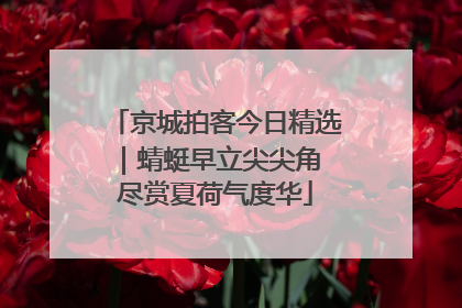 京城拍客今日精选｜蜻蜓早立尖尖角 尽赏夏荷气度华