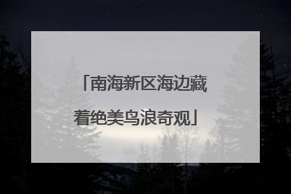 南海新区海边藏着绝美鸟浪奇观