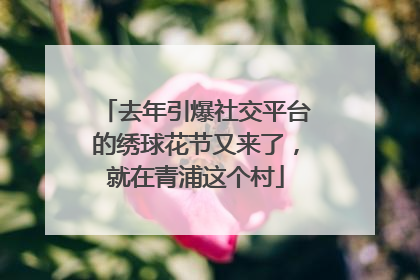 去年引爆社交平台的绣球花节又来了，就在青浦这个村