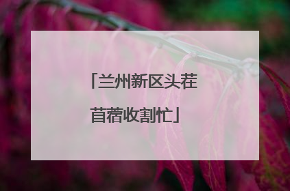 兰州新区头茬苜蓿收割忙