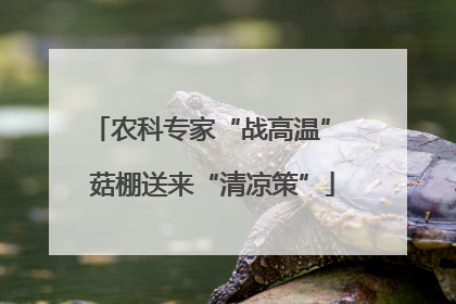 农科专家“战高温” 菇棚送来“清凉策”