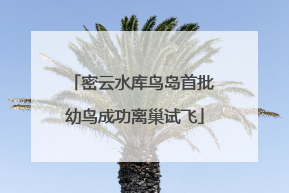 密云水库鸟岛首批幼鸟成功离巢试飞