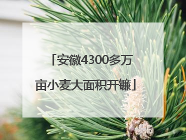 安徽4300多万亩小麦大面积开镰