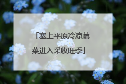 塞上平原冷凉蔬菜进入采收旺季
