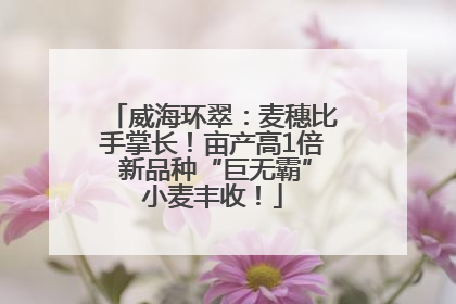 威海环翠：麦穗比手掌长！亩产高1倍 新品种“巨无霸”小麦丰收！