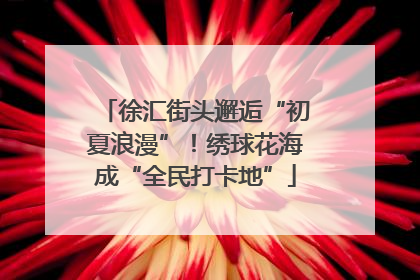 徐汇街头邂逅“初夏浪漫”！绣球花海成“全民打卡地”