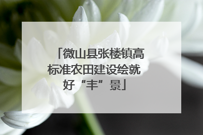 微山县张楼镇高标准农田建设绘就好“丰”景