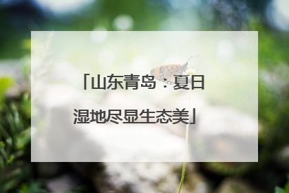 山东青岛：夏日湿地尽显生态美