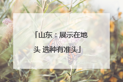 山东：展示在地头 选种有准头