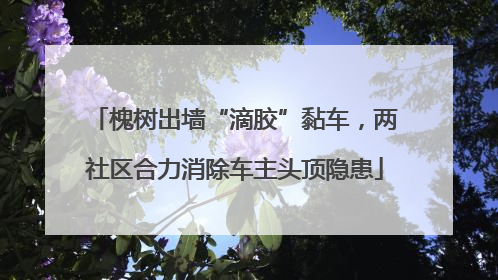槐树出墙“滴胶”黏车，两社区合力消除车主头顶隐患