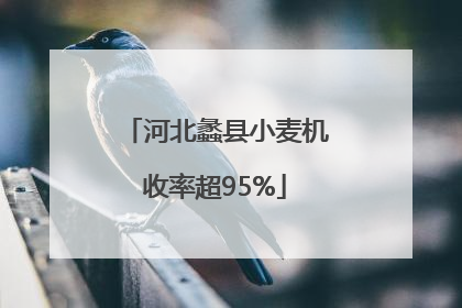 河北蠡县小麦机收率超95%