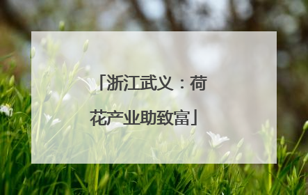 浙江武义：荷花产业助致富