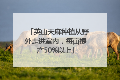 英山天麻种植从野外走进室内，每亩提产50%以上