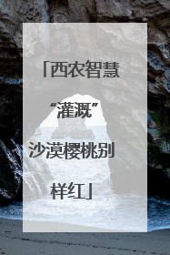 西农智慧“灌溉” 沙漠樱桃别样红