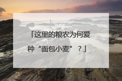 这里的粮农为何爱种“面包小麦”？