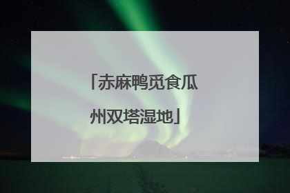 赤麻鸭觅食瓜州双塔湿地