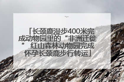 长颈鹿漫步400米完成动物园里的“非洲迁徙” 红山森林动物园完成怀孕长颈鹿步行转运