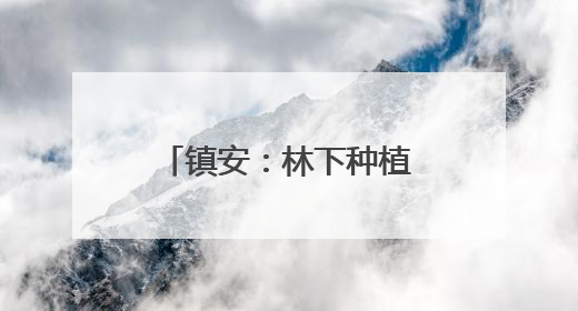 镇安：林下种植“金疙瘩” 幸福生活有盼头