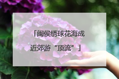 闽侯绣球花海成近郊游“顶流”