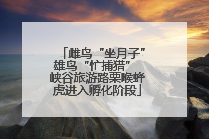 雌鸟“坐月子”雄鸟“忙捕猎” 峡谷旅游路栗喉蜂虎进入孵化阶段