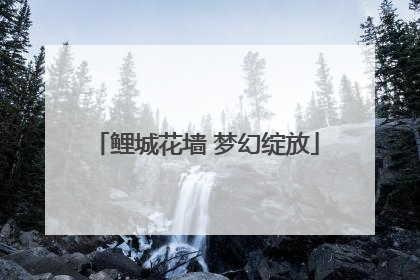 鲤城花墙 梦幻绽放