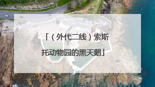 （外代二线）索斯托动物园的黑天鹅